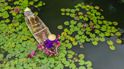 Mua_hoa_sung__-_Doan_Vuong_Quoc_63d68